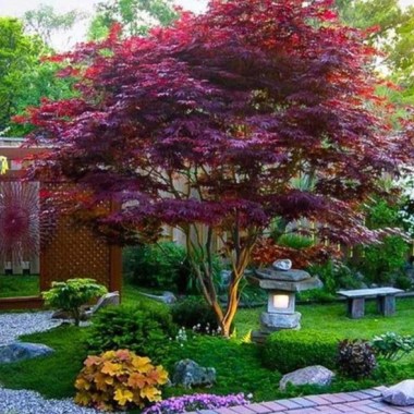 bloodgood-japanese-maple-1edit — копия (3)